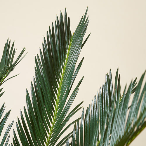 Palmfarn